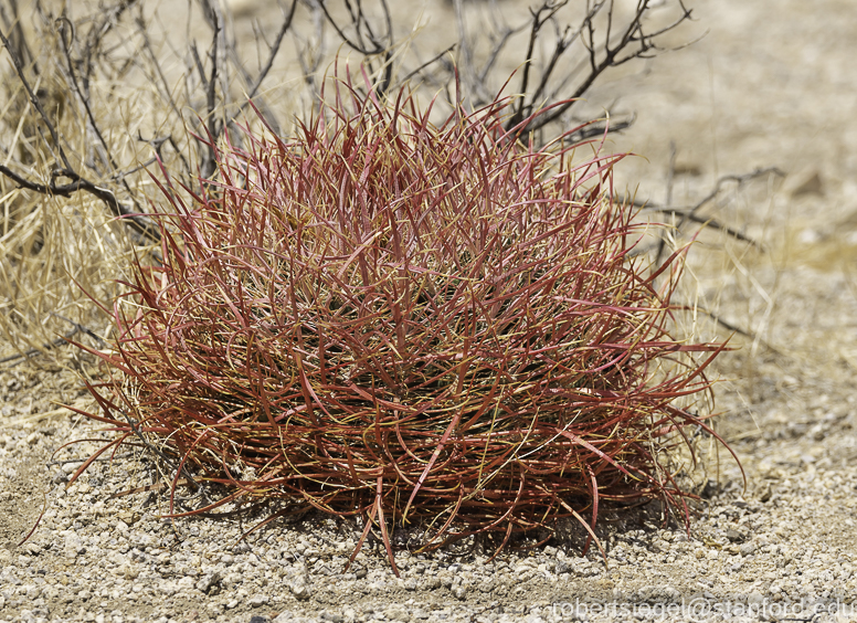 Joshua Tree National Park